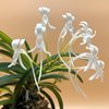 neofinetia falcata Kinkou nishiki 金 広 锦 